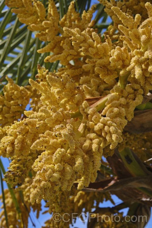 The spring-borne flower display of Chinese Windmill. Palm, Chusan. Palm or Hemp. Palm (<i>Trachycarpus fortunei</i>), a tough 10-20m tall fibrous-trunked fan palm from central and eastern China and Burma. A widely grown palm due to its hardiness but inclined to become rather ragged in exposed locations. The large flower heads are followed by blue-black fruits. trachycarpus-2555htm'>Trachycarpus.