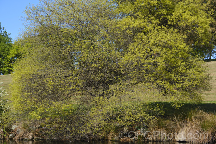 Weeping Pin Oak (<i>Quercus palustris 'Pendula') coming into leaf in spring. This is a relatively low-growing, spreading cultivar of the Pin Oak, a usually erect, 20-35m tall, deciduous tree native to northeast. North America. As with the typical species form, 'Pendula' often colours well in autumn, turning deep red. It can be distinguished from the similar. Scarlet Oak (<i>Quercus coccinea</i>), by its small acorns, minute tufts of hairs in the forks of the veins on the undersides of its leaves and usually narrower, asymmetrical basal foliage lobes. Order: Fagales, Family: Fagaceae