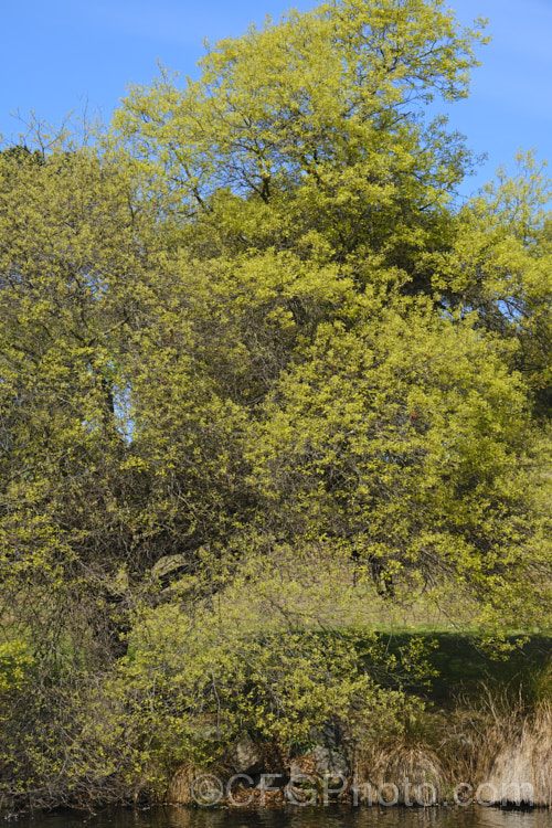 Weeping Pin Oak (<i>Quercus palustris 'Pendula') coming into leaf in spring. This is a relatively low-growing, spreading cultivar of the Pin Oak, a usually erect, 20-35m tall, deciduous tree native to northeast. North America. As with the typical species form, 'Pendula' often colours well in autumn, turning deep red. It can be distinguished from the similar. Scarlet Oak (<i>Quercus coccinea</i>), by its small acorns, minute tufts of hairs in the forks of the veins on the undersides of its leaves and usually narrower, asymmetrical basal foliage lobes. Order: Fagales, Family: Fagaceae