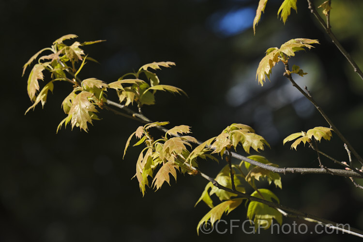 The young spring foliage of Xalapa. Oak (<i>Quercus xalapensis</i>), a tall, erect, deciduous oak found at elevations up to 2000m in the mountains of Mexico and Central America. The leaves are up to 15cm long. It is a tropical relative of the North American red oaks