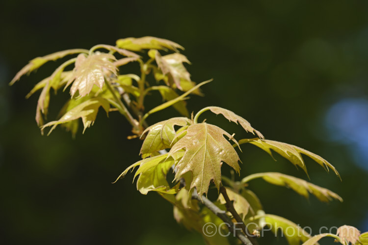 The young spring foliage of Xalapa. Oak (<i>Quercus xalapensis</i>), a tall, erect, deciduous oak found at elevations up to 2000m in the mountains of Mexico and Central America. The leaves are up to 15cm long. It is a tropical relative of the North American red oaks