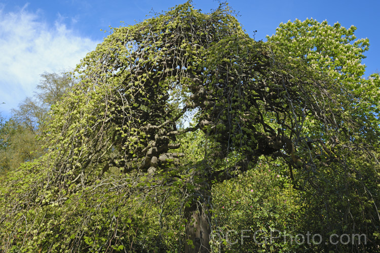 Serpentine. Elm (<i>Ulmus glabra 'Serpentina'), a form of the Scotch Elm or Wych Elm that develops a fairly compact dome-shaped crown with twisted branches that stack up on each other. Similar to 'Camperdownii' but not as wide and an even more exaggerated cascading branch structure. Order: Rosales, Family: Ulmaceae