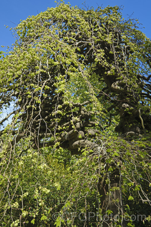 Serpentine. Elm (<i>Ulmus glabra 'Serpentina'), a form of the Scotch Elm or Wych Elm that develops a fairly compact dome-shaped crown with twisted branches that stack up on each other. Similar to 'Camperdownii' but not as wide and an even more exaggerated cascading branch structure. Order: Rosales, Family: Ulmaceae