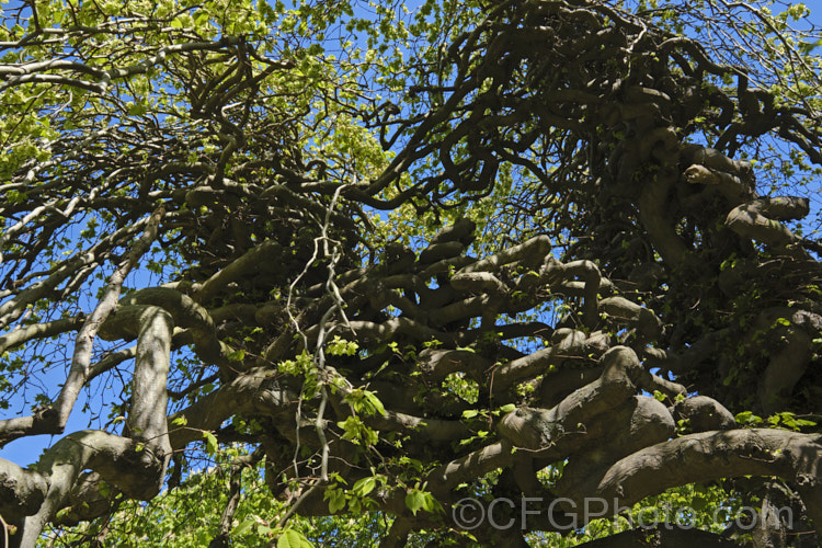 Serpentine. Elm (<i>Ulmus glabra 'Serpentina'), a form of the Scotch Elm or Wych Elm that develops a fairly compact dome-shaped crown with twisted branches that stack up on each other. Similar to 'Camperdownii' but not as wide and an even more exaggerated cascading branch structure. Order: Rosales, Family: Ulmaceae