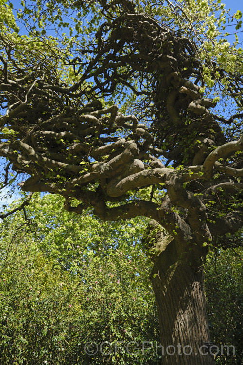 Serpentine. Elm (<i>Ulmus glabra 'Serpentina'), a form of the Scotch Elm or Wych Elm that develops a fairly compact dome-shaped crown with twisted branches that stack up on each other. Similar to 'Camperdownii' but not as wide and an even more exaggerated cascading branch structure. Order: Rosales, Family: Ulmaceae