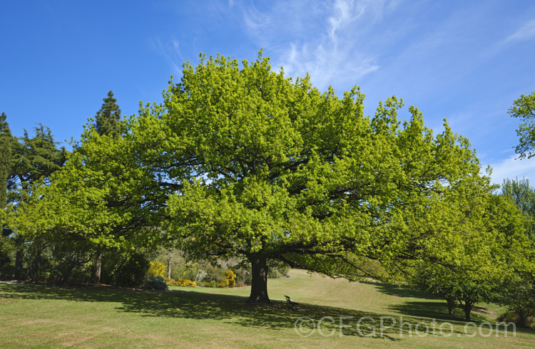 An old, very wide spreading example of English Oak (<i>Quercus robur</i>), a large, round-headed deciduous tree found from Britain to western Russia. It lives to a great age and can reach 40m tall, though 20-35m is more common. Order: Fagales, Family: Fagaceae