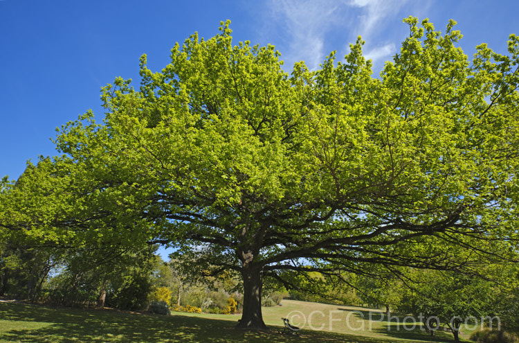 An old, very wide spreading example of English Oak (<i>Quercus robur</i>), a large, round-headed deciduous tree found from Britain to western Russia. It lives to a great age and can reach 40m tall, though 20-35m is more common. Order: Fagales, Family: Fagaceae