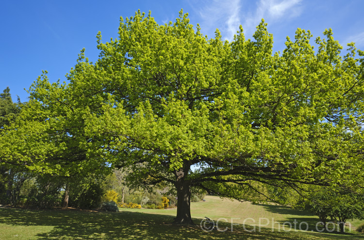 An old, very wide spreading example of English Oak (<i>Quercus robur</i>), a large, round-headed deciduous tree found from Britain to western Russia. It lives to a great age and can reach 40m tall, though 20-35m is more common. Order: Fagales, Family: Fagaceae