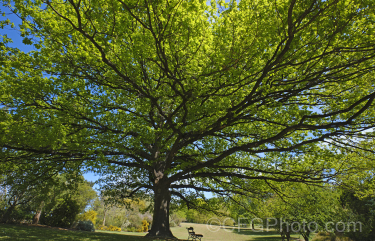 An old, very wide spreading example of English Oak (<i>Quercus robur</i>), a large, round-headed deciduous tree found from Britain to western Russia. It lives to a great age and can reach 40m tall, though 20-35m is more common. Order: Fagales, Family: Fagaceae