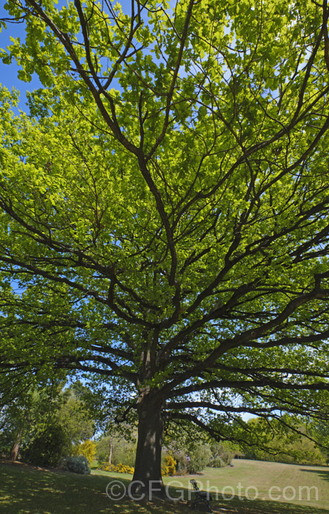 An old, very wide spreading example of English Oak (<i>Quercus robur</i>), a large, round-headed deciduous tree found from Britain to western Russia. It lives to a great age and can reach 40m tall, though 20-35m is more common. Order: Fagales, Family: Fagaceae