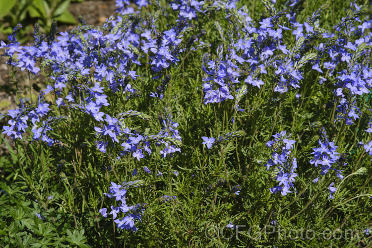 Veronica austriaca subsp. teucrium 'Ionian. Skies', a low, spreading form that grows to about 20cm high in flower. The species is a European native