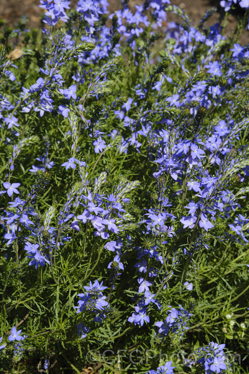 Veronica austriaca subsp. teucrium 'Ionian. Skies', a low, spreading form that grows to about 20cm high in flower. The species is a European native