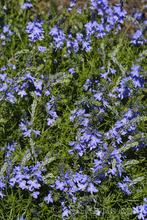 Veronica austriaca subsp. teucrium 'Ionian. Skies', a low, spreading form that grows to about 20cm high in flower. The species is a European native