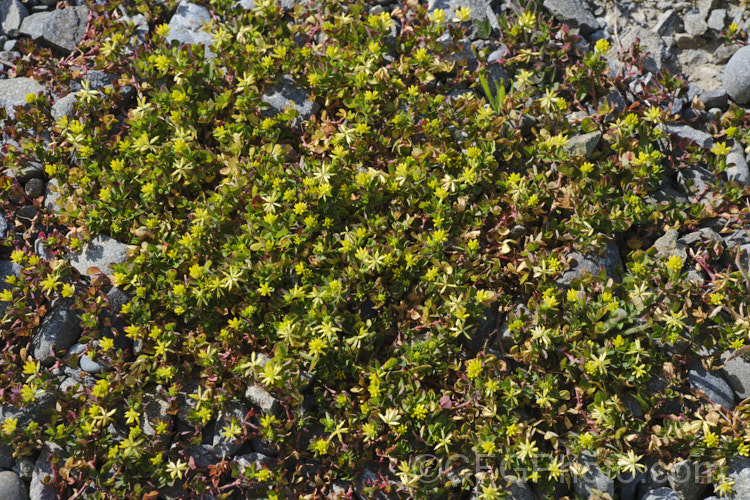 Suckling. Clover or Lesser Yellow Clover (<i>Trifolium dubium</i>), an annual, usually seen as a weed in pastures or lawns. When it occurs on dry or gravelly ground, as seen here, it becomes dwarfed and may dry off quickly after flowering. Originally native to Europe, Trifolium dubium is now widespread. trifolium-3369htm'>Trifolium.