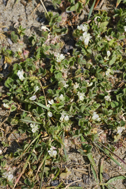 Subclover (<i>Trifolium subterraneum</i>), a low, spreading annual originally native to Eurasia and North Africa but now widely naturalised. This species is most readily distinguished by its small flowerheads, which usually contain just three white fertile flowers and several much reduced sterile flowers. The seed germinate in autumn and the plant develops over winter, flowering in spring and drying off by early summer. It is an important pasture plant for fodder and soil improvement, and is consequently extensively cultivated. Many cultivars have been developed. Fabaceae. trifolium-3369htm'>Trifolium. Subclover (<i>Trifolium subterraneum</i>), a low, spreading annual originally native to Eurasia and North Africa but now widely naturalised. This species is most readily distinguished by its small flowerheads, which usually contain just three white fertile flowers and several much reduced sterile flowers. The seed germinate in autumn and the plant develops over winter, flowering in spring and drying off by early summer. It is an important pasture plant for fodder and soil improvement, and is consequently extensively cultivated. Many cultivars have been developed. Fabaceae. trifolium-3369htm'>Trifolium.