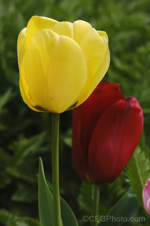 Two. Category 4 (<i>Darwin. Hybrid</i>) tulips. The Darwin hybrids have the goblet shaped flowers that most typify the tulip blooms. Order: Liliales, Family: Liliaceae