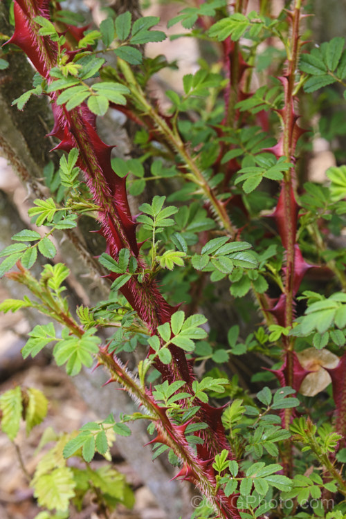 Rosa sericea subsp. omiensis forma pteracantha, a western Chinese species grown as much for its very large thorns as its small white flowers. As shown here, when new, the thorns are bright red. Order: Rosales, Family: Rosaceae