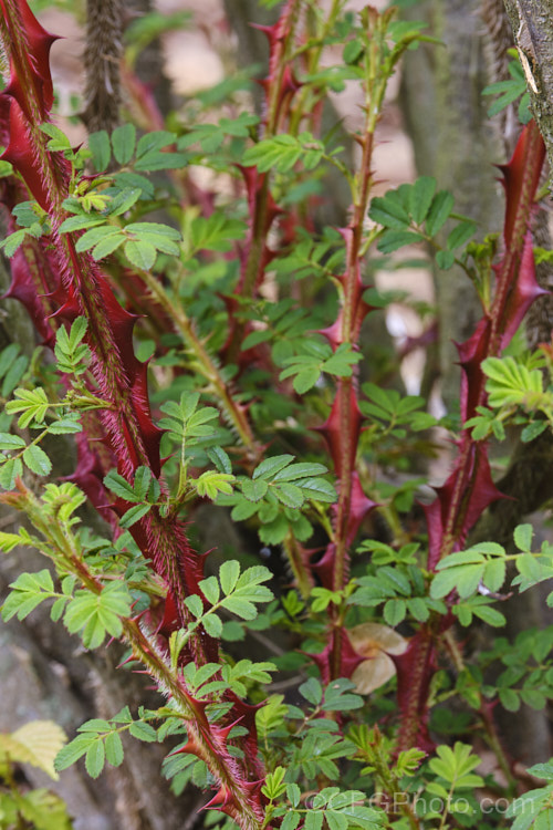 Rosa sericea subsp. omiensis forma pteracantha, a western Chinese species grown as much for its very large thorns as its small white flowers. As shown here, when new, the thorns are bright red. Order: Rosales, Family: Rosaceae