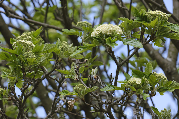 The young flowers and foliage of the Bastard. Service. Tree (<i>Sorbus x thuringiaca</i>), a hybrid between the mountain ash (<i>Sorbus aucuparia</i>) and the whitebeam (<i>Sorbus aria</i>). The foliage is an interesting intermediate between the two species; not pinnate like the mountain ash, but shaped like the rounded leaves of the whitebeam though with lobes. The flowers are white and the fruits are orange. sorbus-2143htm'>Sorbus.