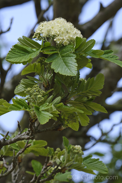 The young flowers and foliage of the Bastard. Service. Tree (<i>Sorbus x thuringiaca</i>), a hybrid between the mountain ash (<i>Sorbus aucuparia</i>) and the whitebeam (<i>Sorbus aria</i>). The foliage is an interesting intermediate between the two species; not pinnate like the mountain ash, but shaped like the rounded leaves of the whitebeam though with lobes. The flowers are white and the fruits are orange. sorbus-2143htm'>Sorbus.