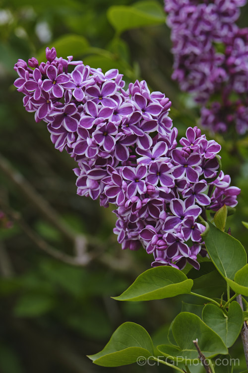 Syringa vulgaris 'Sensation', a lilac cultivar with white-edged deep mauve to purple flowers. It is strongly scented and reasonably compact, eventually reaching around 35m tall Order: Lamiales, Family: Oleaceae