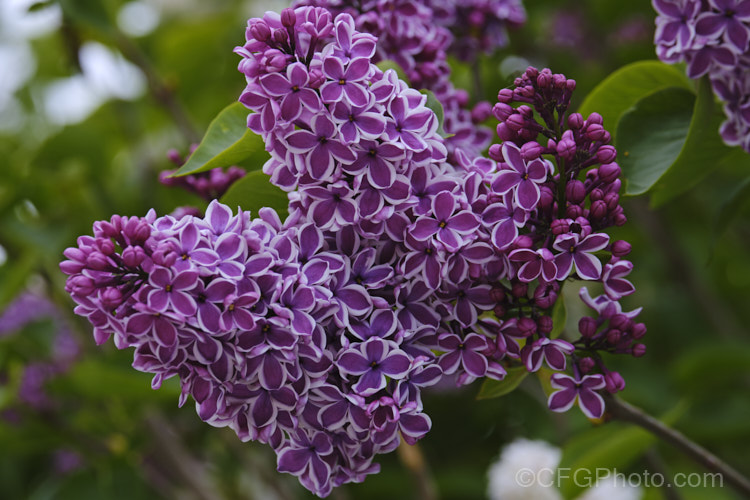 Syringa vulgaris 'Sensation', a lilac cultivar with white-edged deep mauve to purple flowers. It is strongly scented and reasonably compact, eventually reaching around 35m tall Order: Lamiales, Family: Oleaceae