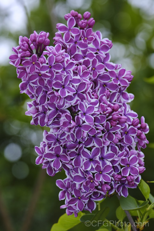 Syringa vulgaris 'Sensation', a lilac cultivar with white-edged deep mauve to purple flowers. It is strongly scented and reasonably compact, eventually reaching around 35m tall Order: Lamiales, Family: Oleaceae