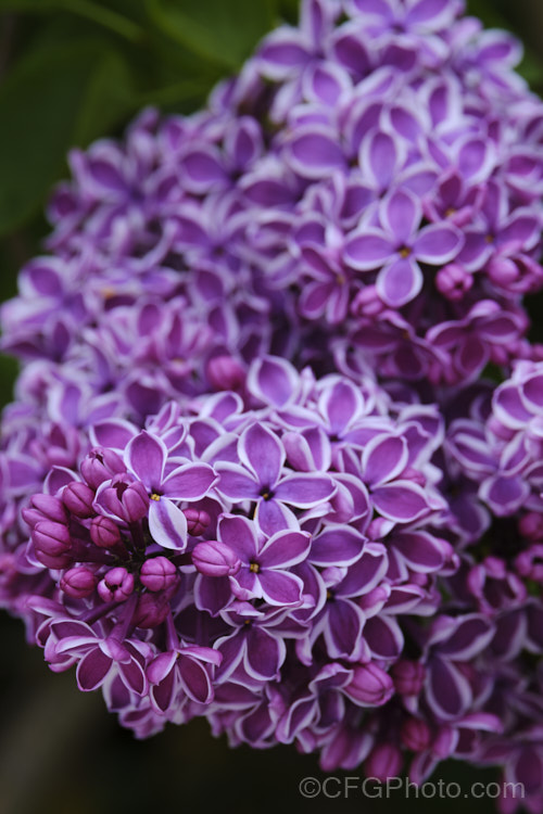 Syringa vulgaris 'Sensation', a lilac cultivar with white-edged deep mauve to purple flowers. It is strongly scented and reasonably compact, eventually reaching around 35m tall Order: Lamiales, Family: Oleaceae