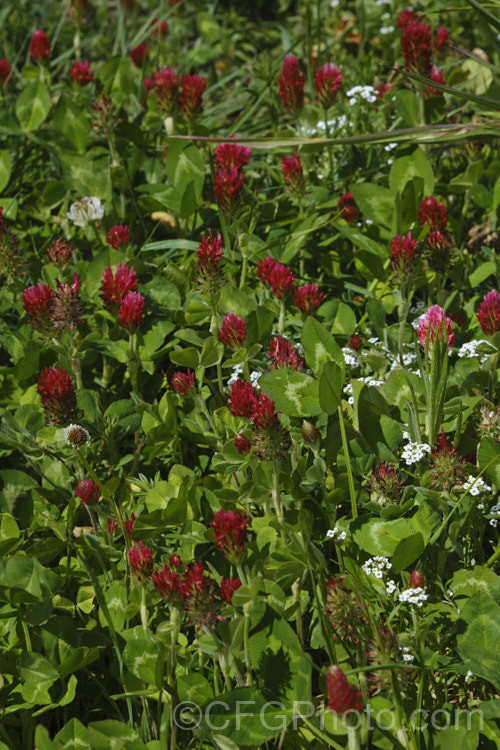 Crimson Clover or Italian Clover (<i>Trifolium incarnatum</i>), an annual or short-lived perennial clover originally native to Europe but now widely cultivated in the perennial zones. The inflorescence can be up to 5cm long. trifolium-3369htm'>Trifolium.