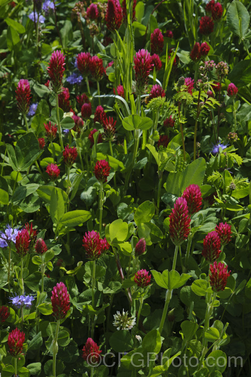 Crimson Clover or Italian Clover (<i>Trifolium incarnatum</i>), an annual or short-lived perennial clover originally native to Europe but now widely cultivated in the perennial zones. The inflorescence can be up to 5cm long. trifolium-3369htm'>Trifolium.