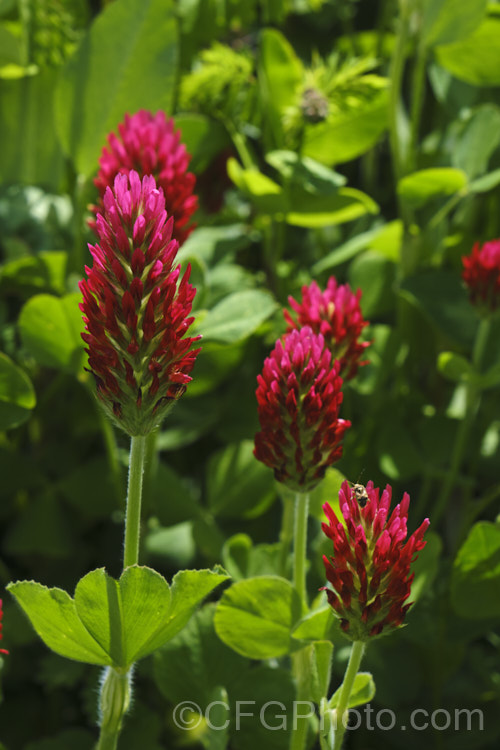Crimson Clover or Italian Clover (<i>Trifolium incarnatum</i>), an annual or short-lived perennial clover originally native to Europe but now widely cultivated in the perennial zones. The inflorescence can be up to 5cm long. trifolium-3369htm'>Trifolium.