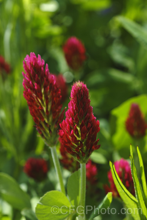 Crimson Clover or Italian Clover (<i>Trifolium incarnatum</i>), an annual or short-lived perennial clover originally native to Europe but now widely cultivated in the perennial zones. The inflorescence can be up to 5cm long. trifolium-3369htm'>Trifolium.