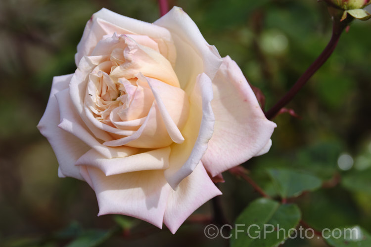 Rosa 'Madame Mélanie. Soupert', a Hybrid Tea rose raised by Pernet-Ducher of France in 1905. Its large, mildly scented flowers open early in the season and appear sporadically throughout the warmer months. Order: Rosales, Family: Rosaceae