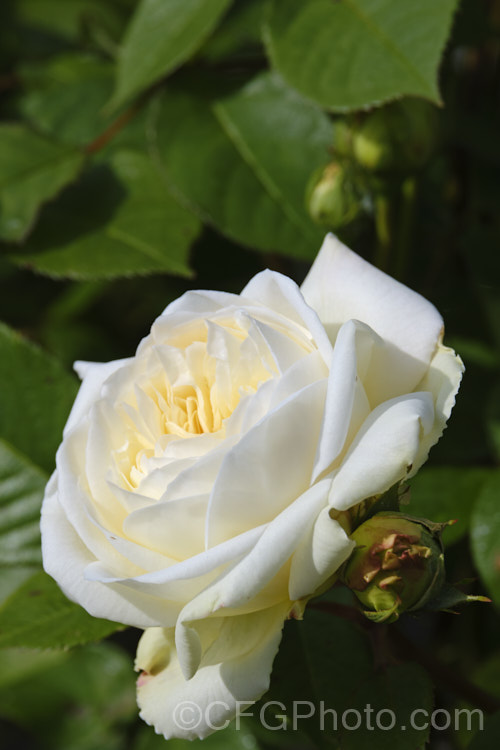 Rosa 'White Grüss an Aachen' (<i>Frau. Karl. Druschki' x 'Franz. Deegen'), a creamy white-flowered sport of a low-growing. Hybrid Tea bush rose raised by Geduldig of Germany in 1909. It was discovered in 1944. Order: Rosales, Family: Rosaceae