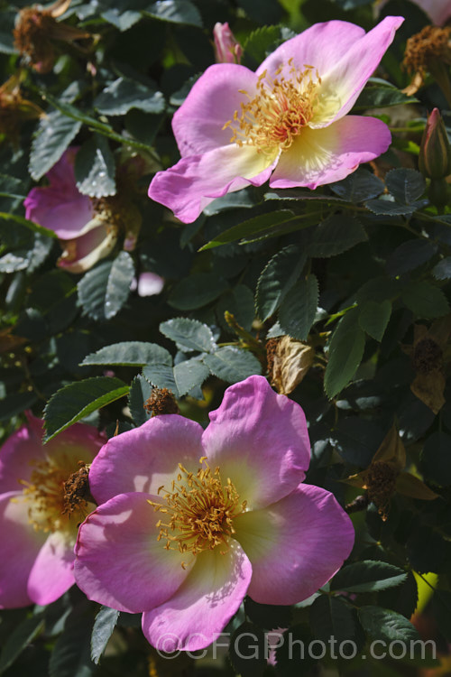 Rosa 'Frühlingsmorgen' (['EG. Hill' x 'Catherine. Kordes'] x Rosa pimpinellifolia 'Grandiflora'), a Scotch or Burnet. Rose hybrid raised by the German breeder. Kordes and introduced in 1941. It is a 2-3m bush. Order: Rosales, Family: Rosaceae