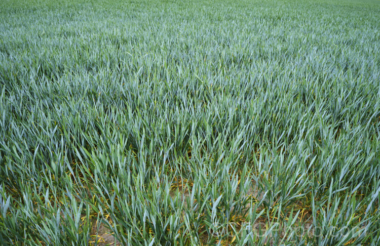 A young crop of Common Wheat or Bread. Wheat (<i>Triticum aestivum</i>), originating in the Middle. East and among the first cultivated plants, wheat is a vitally important cereal crop for much of the world. It is the primary constituent of most bread and cakes and is used in many other baked goods. poa-3227htm'>Poa. .