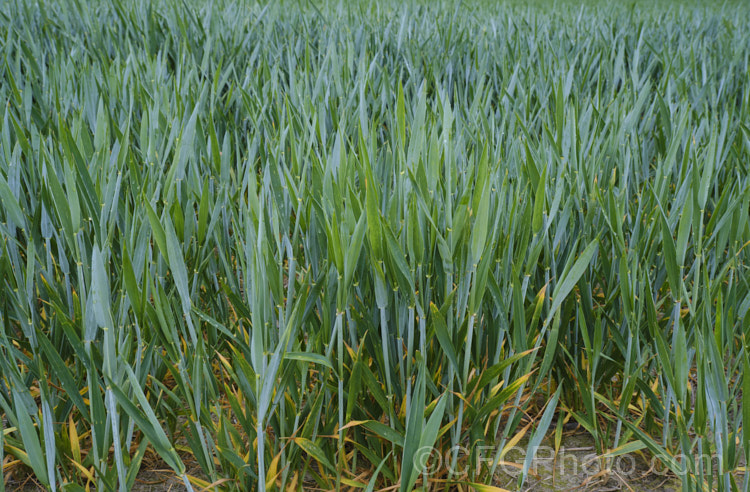 A young crop of Common Wheat or Bread. Wheat (<i>Triticum aestivum</i>), originating in the Middle. East and among the first cultivated plants, wheat is a vitally important cereal crop for much of the world. It is the primary constituent of most bread and cakes and is used in many other baked goods. poa-3227htm'>Poa. .