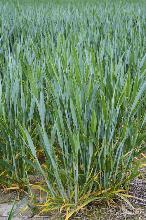 A young crop of Common Wheat or Bread. Wheat (<i>Triticum aestivum</i>), originating in the Middle. East and among the first cultivated plants, wheat is a vitally important cereal crop for much of the world. It is the primary constituent of most bread and cakes and is used in many other baked goods. poa-3227htm'>Poa. .