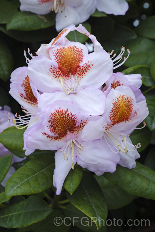 Rhododendron 'Mrs T. H. Lowinsky', a strikingly marked, late-flowering hybrid raised by Water of England and introduced before 1917. The exact parentage is unknown but probably involves. Rhododendron catawbiense and Rhododendron ponticum. With age this shrub can exceed 25m tall