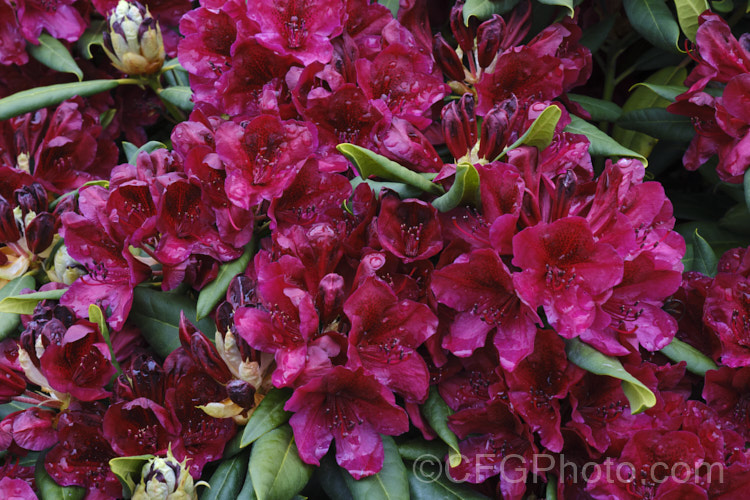 Rhododendron 'Black Sport', bred byAmerican. Ben. Nelson, this hybrid is of uncertain origin but probably has. Rhododendron ponticum in its background. Introduced in 1982, it has a very distinctive flower colour and equally dark foliage