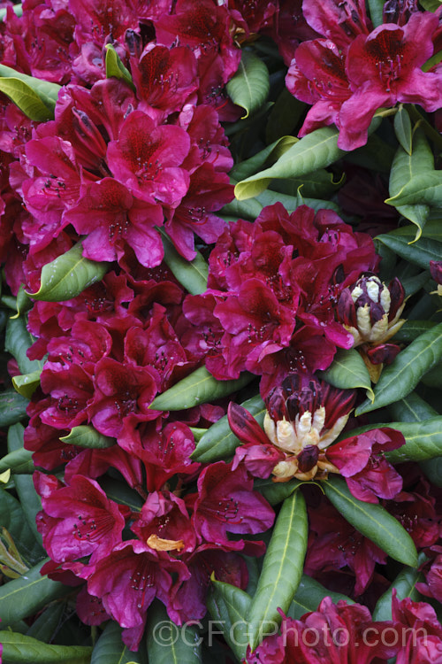Rhododendron 'Black Sport', bred byAmerican. Ben. Nelson, this hybrid is of uncertain origin but probably has. Rhododendron ponticum in its background. Introduced in 1982, it has a very distinctive flower colour and equally dark foliage