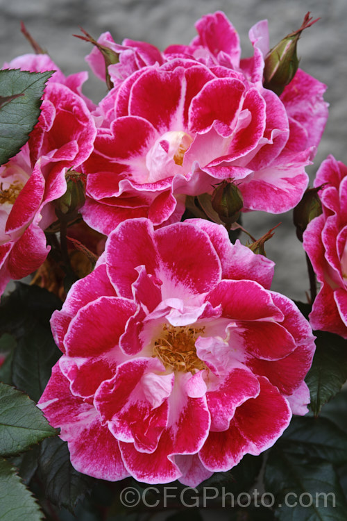 Rosa 'Old Master' ('Maxi' x ['Evelyn Fison' x ('Orange Sweetheart' x 'Frühlingsmorgen</i>)]), a Cluster-flowered (<i>Floribunda</i>) bush raised by McGredy of New Zealand in 1974. One of the early 'hand-painted' roses. Order: Rosales, Family: Rosaceae