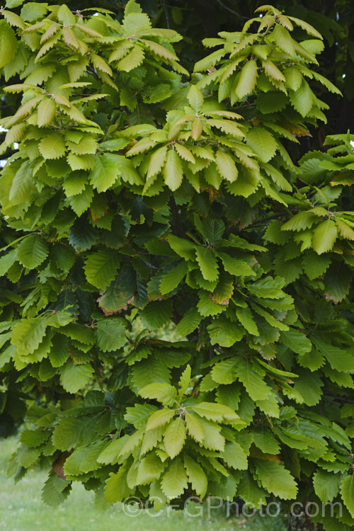 Late spring foliage of the Sessile Oak or Durmast Oak (<i>Quercus petraea</i>), a deciduous tree up to 45m tall Found from Europe to western Russia, and similar to the common. Quercus robur, it differs in details, such as the depth, number and shape of the leaf lobes, and much longer flower catkins. In mild climates it can be semi-evergreen, as this photograph, taken around the winter solstice, shows. Order: Fagales, Family: Fagaceae