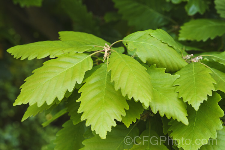 Late spring foliage of the Sessile Oak or Durmast Oak (<i>Quercus petraea</i>), a deciduous tree up to 45m tall Found from Europe to western Russia, and similar to the common. Quercus robur, it differs in details, such as the depth, number and shape of the leaf lobes, and much longer flower catkins. In mild climates it can be semi-evergreen, as this photograph, taken around the winter solstice, shows. Order: Fagales, Family: Fagaceae