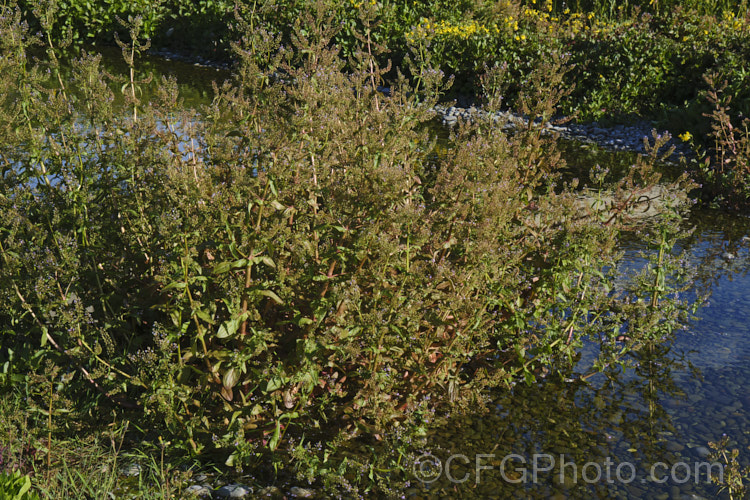 Water. Speedwell or Brook. Pimpernel (<i>Veronica anagallis-aquatica</i>), a marginal pond plant with decumbent stems that strike roots as the spread. It is a perennial that is so widely naturalised that its true native range is difficult to establish. Its spikes of tiny pale blue flowers open in summer. The stems can grow to over 1m tall