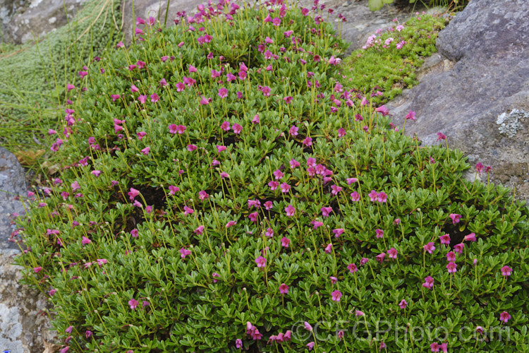 Rhododendron campylogynum, an alpine rhododendron native to the Himalayas, where it occurs at elevations of 3000-4200m. Its small thimble- to bell-shaped flowers occur in a range of colours