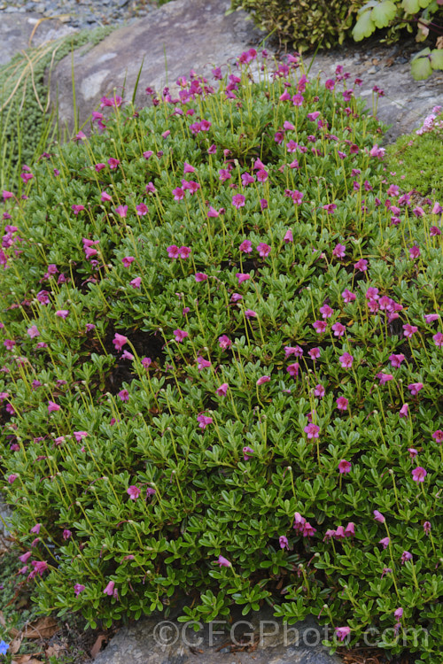 Rhododendron campylogynum, an alpine rhododendron native to the Himalayas, where it occurs at elevations of 3000-4200m. Its small thimble- to bell-shaped flowers occur in a range of colours