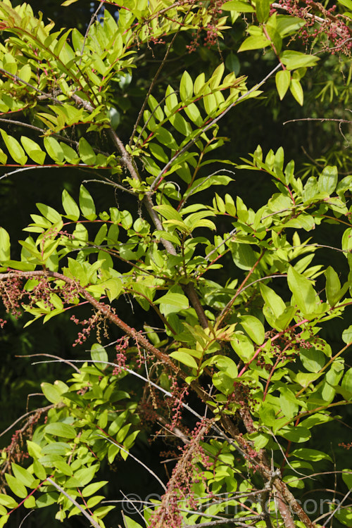 Coriaria japonica, typically a deciduous shrub around 2m tall, under ideal conditions this Japanese species can develop into a tree of around 5m. Its spring-borne sprays of tiny dull red flowers develop into fruits that mature from to a purplish black. In common with other. Coriaria species, the fruits are toxic. Order: Cucurbitales, Family: Coriariaceae.