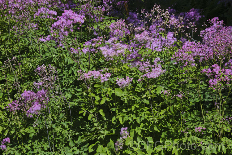 Japanese Meadow Rue (<i>Thalictrum rochebrunianum</i>), a late spring- to early summer-flowering, 1-18m tall perennial native to Japan. Its showy flowerheads are borne atop somewhat glaucous maidenhair fern-like foliage. thalictrum-2040htm'>Thalictrum.