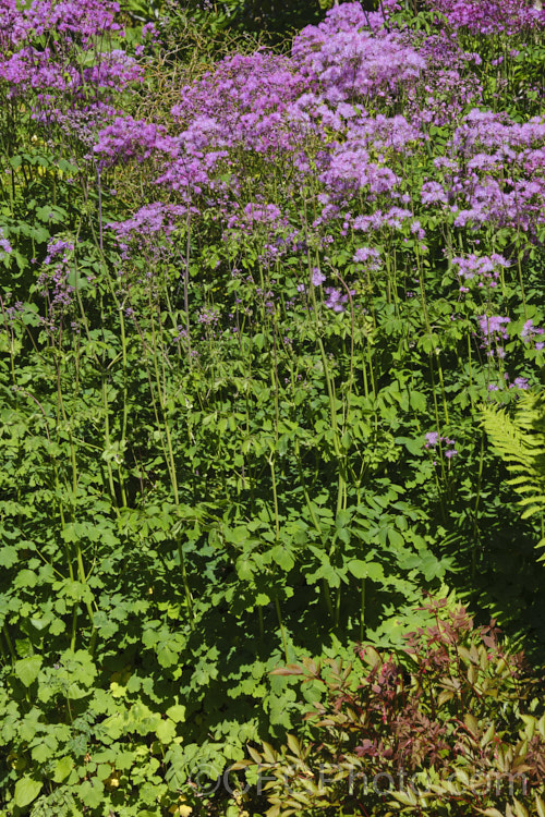 Japanese Meadow Rue (<i>Thalictrum rochebrunianum</i>), a late spring- to early summer-flowering, 1-18m tall perennial native to Japan. Its showy flowerheads are borne atop somewhat glaucous maidenhair fern-like foliage. thalictrum-2040htm'>Thalictrum.